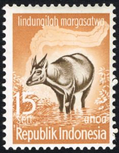 Lowland Anoa (Bubalus depressicornis)
