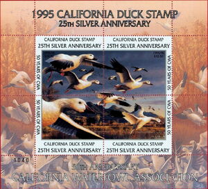 Snow goose (Anser caerulescens)