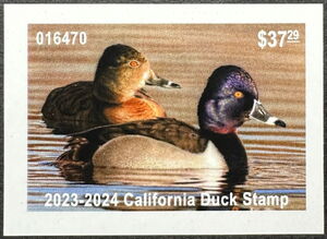 Ring-necked duck (Aythya collaris)