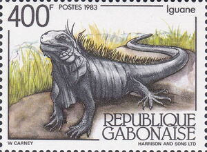 Green Iguana (Iguana iguana)