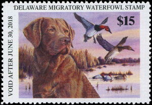 Canvasback (Aythya valisineria), Chesapeake Bay Retriever