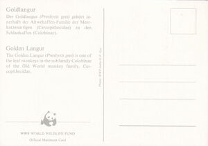 Golden Langur (Trachypithecus geei)