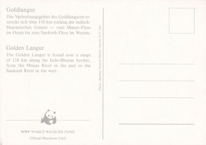 Golden Langur (Trachypithecus geei)