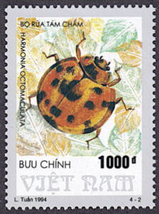 Three-banded Ladybird (Harmonia octomaculata)