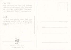 Drill (Papio leucophaeus)