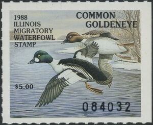 Common goldeneye (Bucephala clangula)