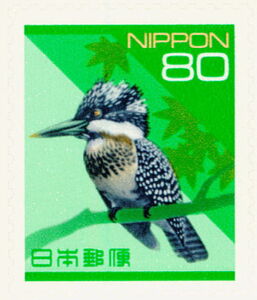 Crested Kingfisher (Megaceryle lugubris)