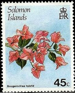 Bougainvillea hybrid