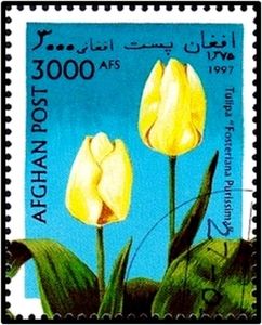 Tulipa "Fosteriana Purissima"