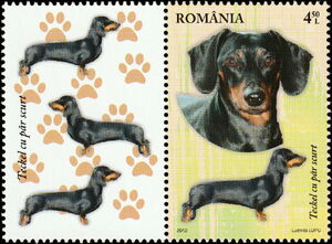 Short-haired Dachshund (Canis lupus familiaris)