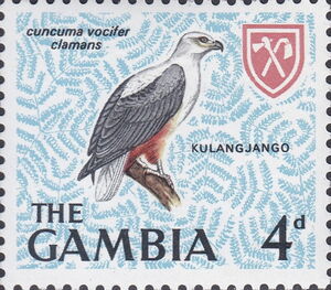 African Fish-Eagle (Cuncuma vocifer clamans)