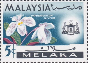 Paphiopedilum niveum