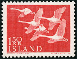 Whooper Swan (Cygnus cygnus)