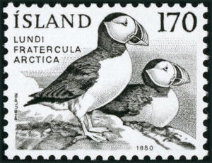 Atlantic Puffin (Fratercula arctica)