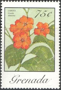 Cordia (Cordia sebestena)