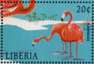 Greater Flamingo (Phoenicopterus ruber)