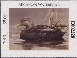 American black duck (Anas rubripes)