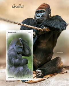 Gorillas