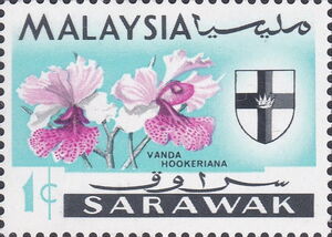 Orchids (Vanda hookeriana)