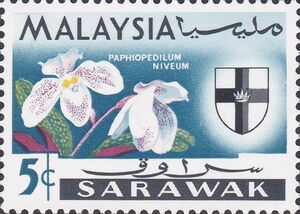 Orchid (Paphiopedilum niveum)