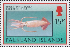 Argentine Short-finned Squid (Illex argentinus) 