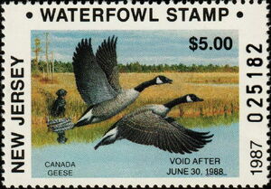 Canada goose (Branta canadensis)