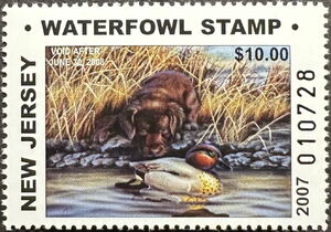 Chocolate labrador, Green-winged teal (Anas carolinensis)