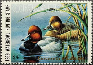 Redhead (Aythya americana)