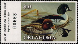 Common goldeneye (Bucephala clangula)