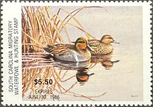 Green-winged teal (Anas carolinensis)