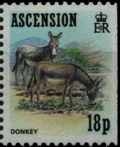 Donkey (Equus asinus asinus)