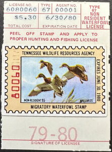 Mallard (Anas platyrhynchos)