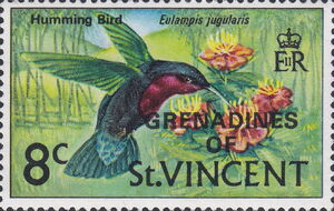 Hummingbird (Eulampis jugularis)