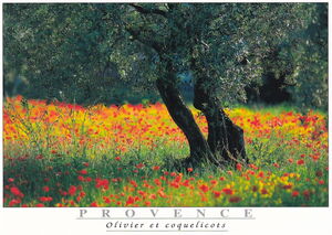 Provence. Olive Tree and Poppies