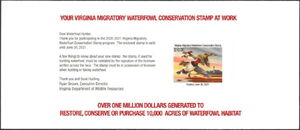 Canvasback (Aythya valisineria)