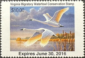 Tundra swan (Cygnus columbianus)