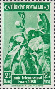 Fig Tree (Ficus Carica)