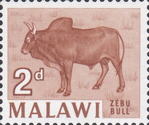 Zebu bull (Bos primigenius indicus)