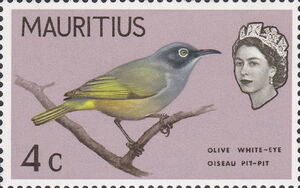Mauritius Olive White-eye (Zosterops chloronothos)