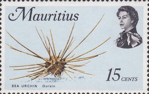 Sea Urchin (Acanthocidaris curvatispinis)