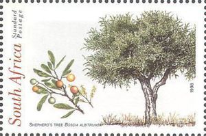 Stamp: Shepherd’s tree (Boscia albitrunca) (South Africa(National Arbor ...