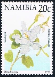 Camel's Foot (Bauhinia petersiana)