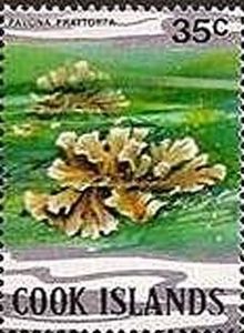 Cactus Coral (Pavona praetorta)