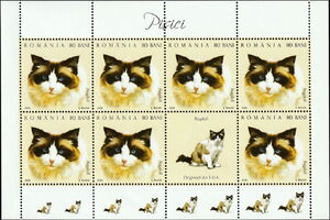 Ragdoll (Felis silvestris catus) MS1