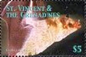 Greater Long-tongued Bat (Leptonycteris nivalis)