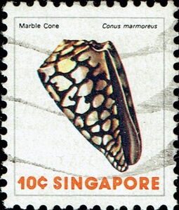 Marbled Cone (Conus marmoreus)