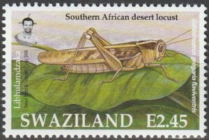 Southern African Desert Locust (Schistocerca gregaria flaviv