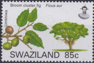 Broom Cluster Fig (Ficus sur.)