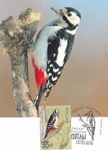 Great Spotted Woodpecker (Dendrocopos major)