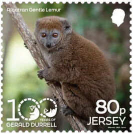 Alaotran Gentle Lemur (Hapalemur alaotrensis)